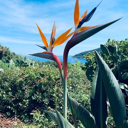 Case Dei Limoni Sul Mare Capoliveri  Bagian luar foto