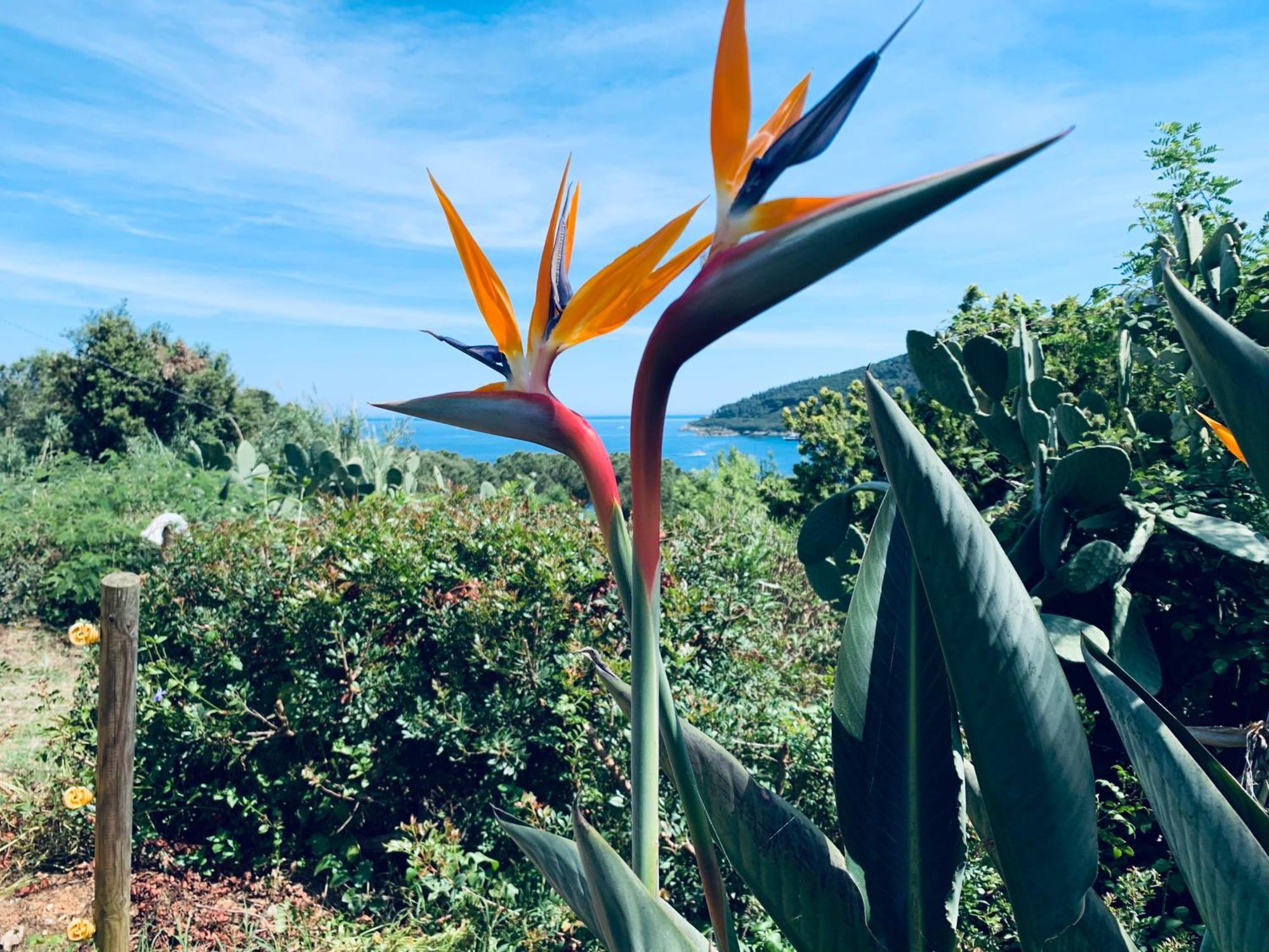 Case Dei Limoni Sul Mare Capoliveri  Bagian luar foto
