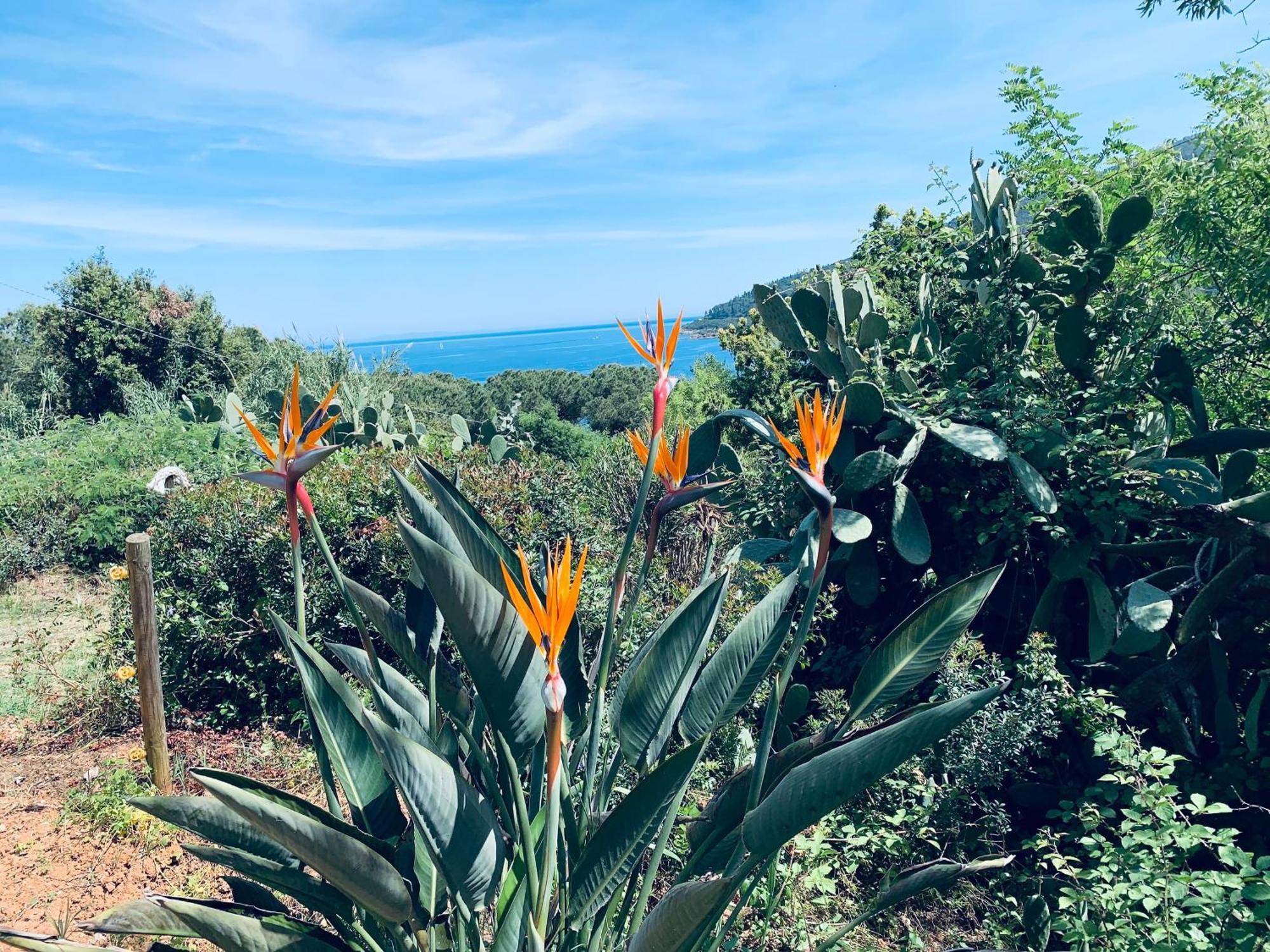 Case Dei Limoni Sul Mare Capoliveri  Bagian luar foto